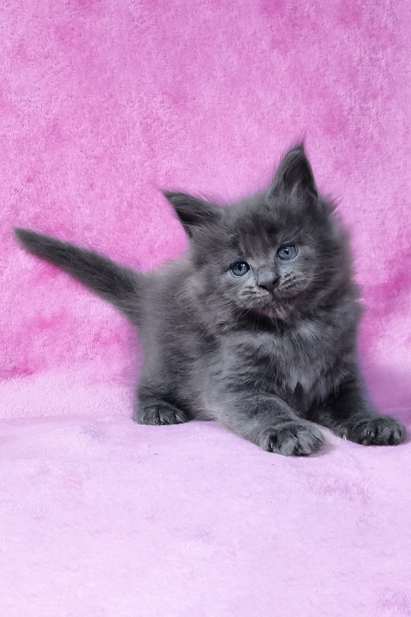 Rodney | Maine Coon Kitten