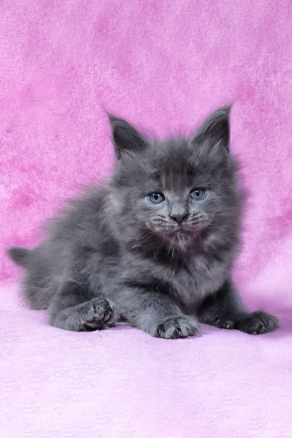 Rodney | Maine Coon Kitten