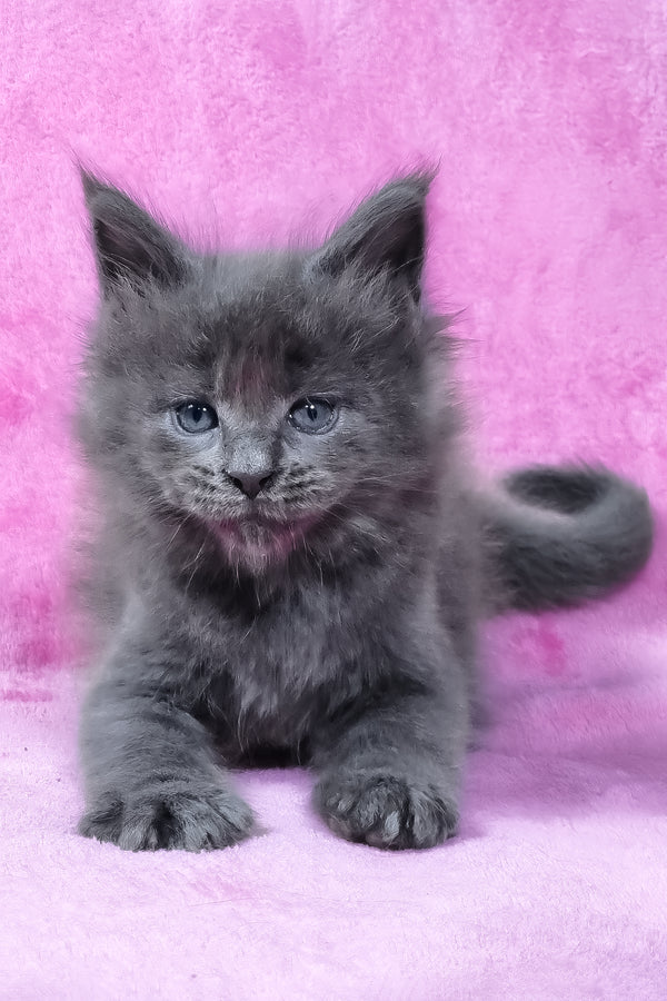 Rodney | Maine Coon Kitten