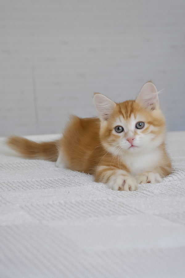 Roni | Siberian Kitten