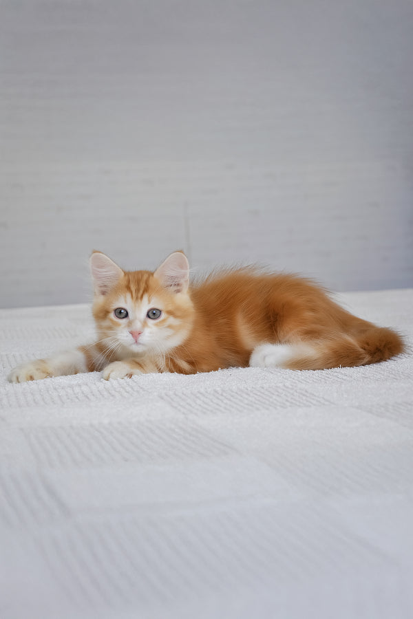 Roni | Siberian Kitten