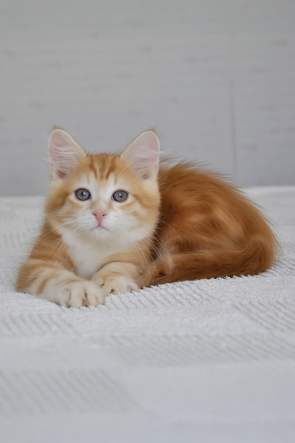 Roni | Siberian Kitten