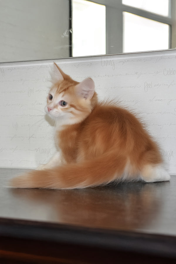 Roni | Siberian Kitten