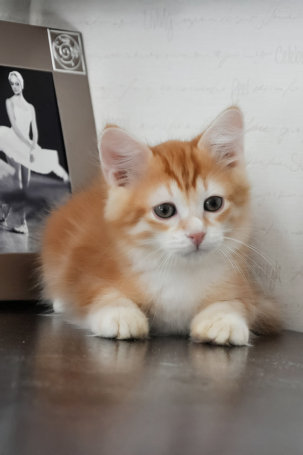 Roni | Siberian Kitten