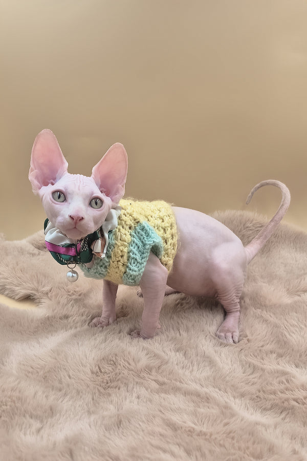 Rory | Canadian Sphynx Kitten