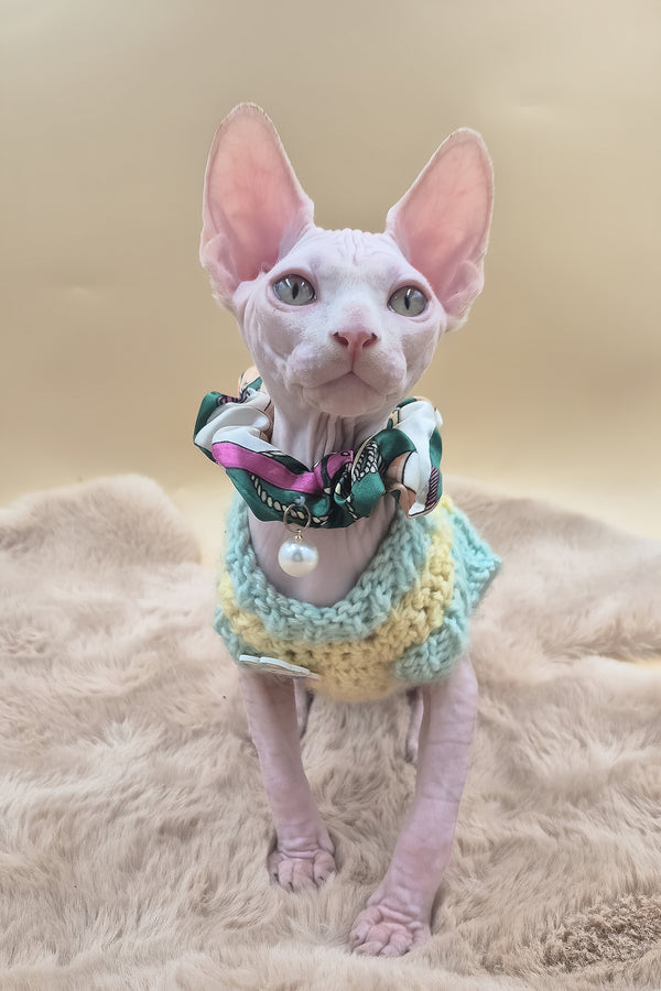Rory | Canadian Sphynx Kitten