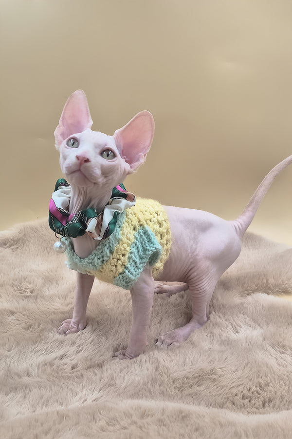 Rory | Canadian Sphynx Kitten
