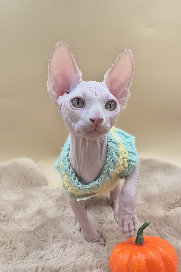 Rory | Canadian Sphynx Kitten