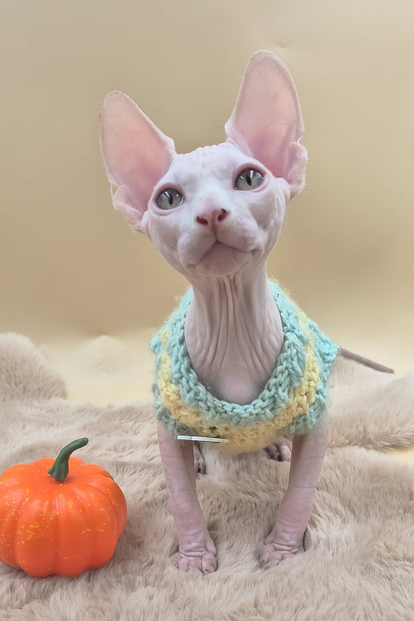 Rory | Canadian Sphynx Kitten