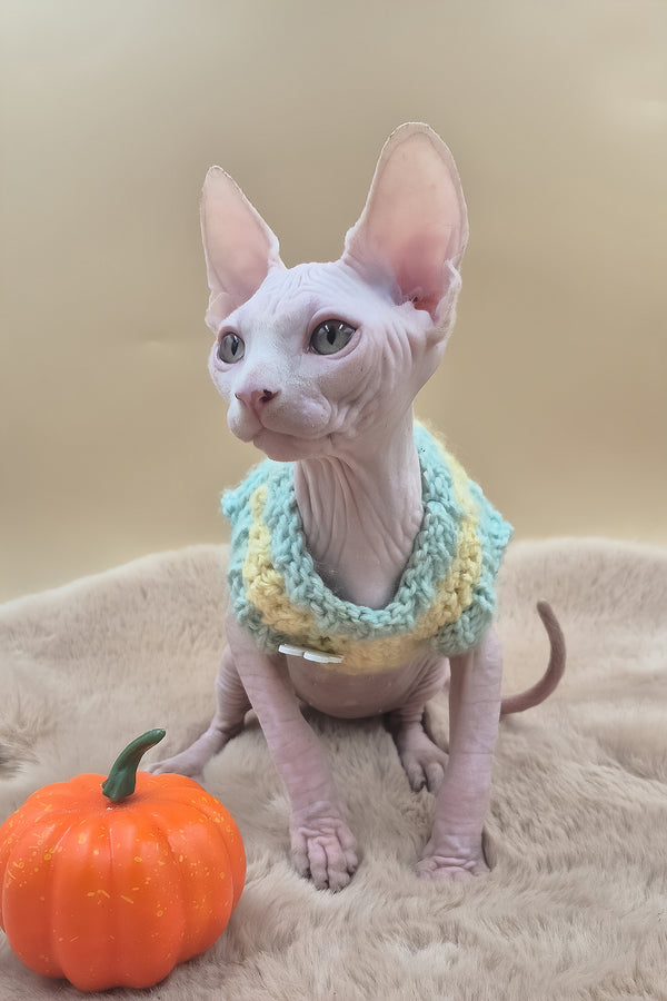 Rory | Canadian Sphynx Kitten