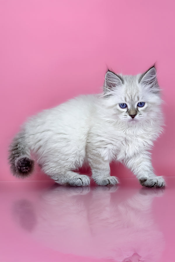 Rosalina | Siberian Kitten