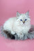 Rosalina | Siberian Kitten