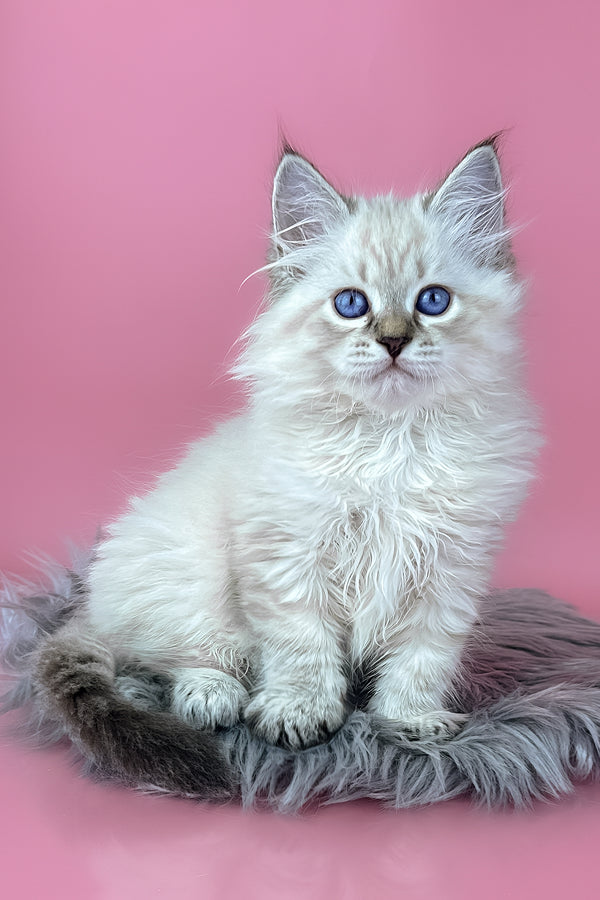 Rosalina | Siberian Kitten
