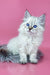Rosalina | Siberian Kitten