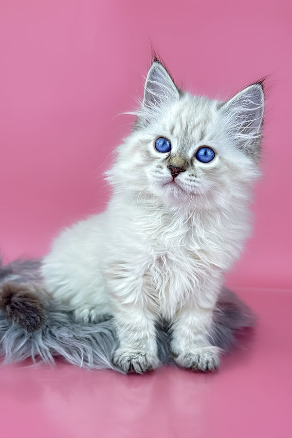 Rosalina | Siberian Kitten