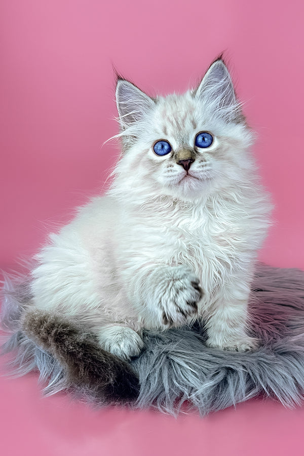 Rosalina | Siberian Kitten