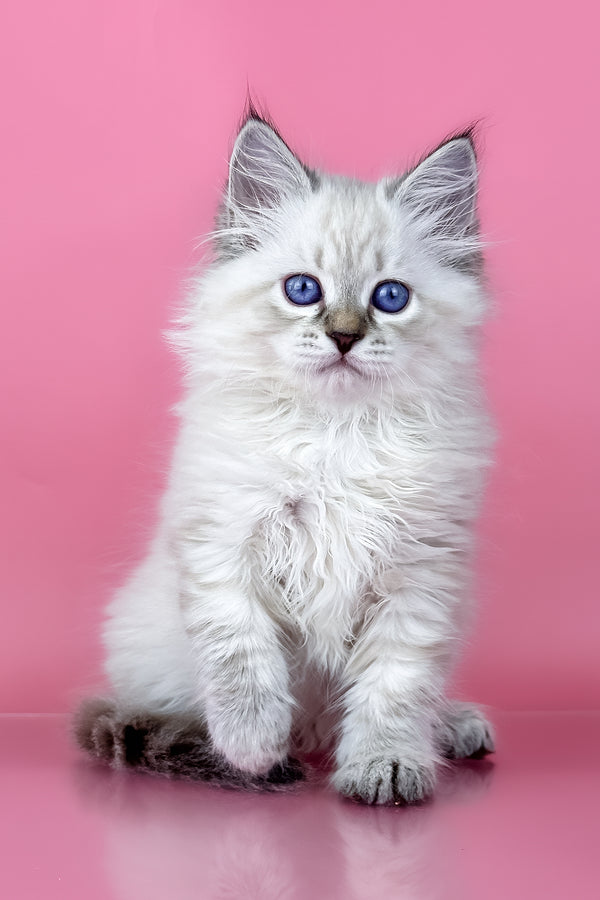 Rosalina | Siberian Kitten