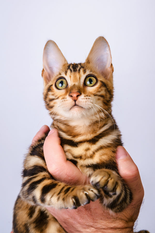 Rose | Bengal Kitten
