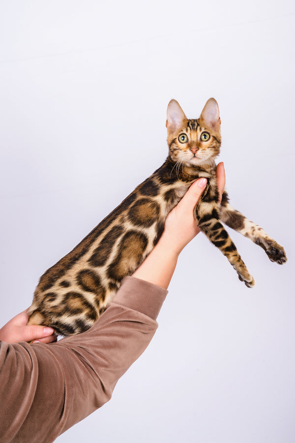 Rose | Bengal Kitten