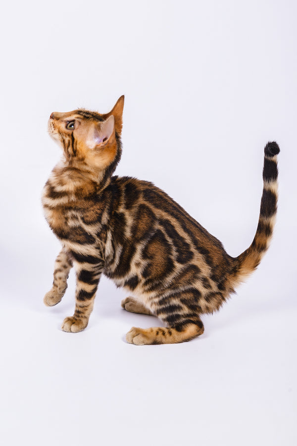 Rose | Bengal Kitten