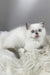 Rose | British Shorthair Kitten