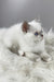 Rose | British Shorthair Kitten