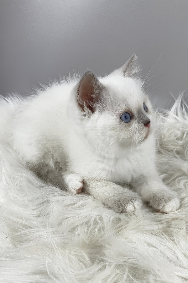 Rose | British Shorthair Kitten