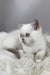Rose | British Shorthair Kitten