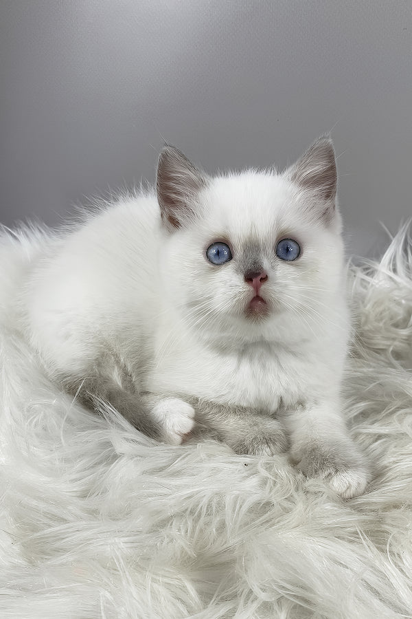 Rose | British Shorthair Kitten