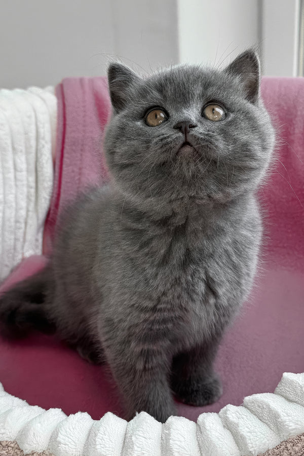 Rosie | British Shorthair Kitten