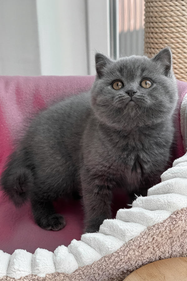 Rosie | British Shorthair Kitten