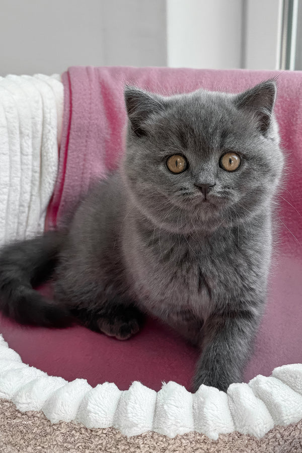 Rosie | British Shorthair Kitten