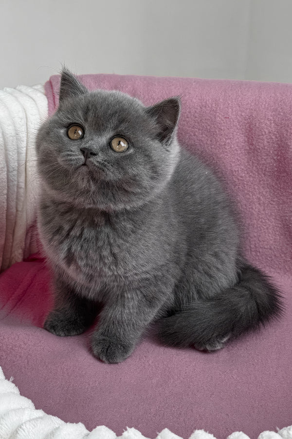 Rosie | British Shorthair Kitten