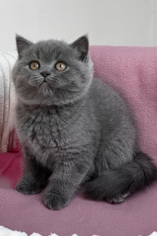 Rosie | British Shorthair Kitten
