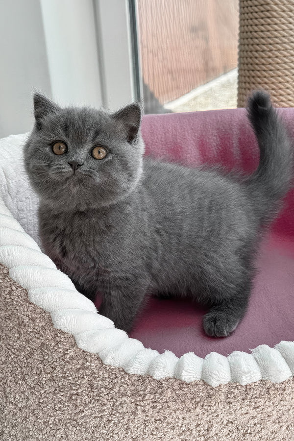 Rosie | British Shorthair Kitten