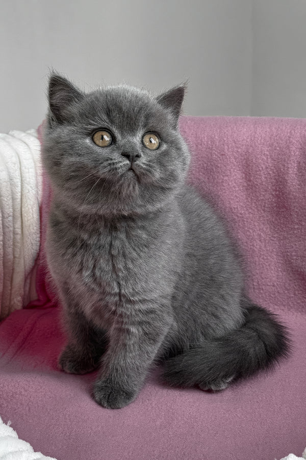 Rosie | British Shorthair Kitten