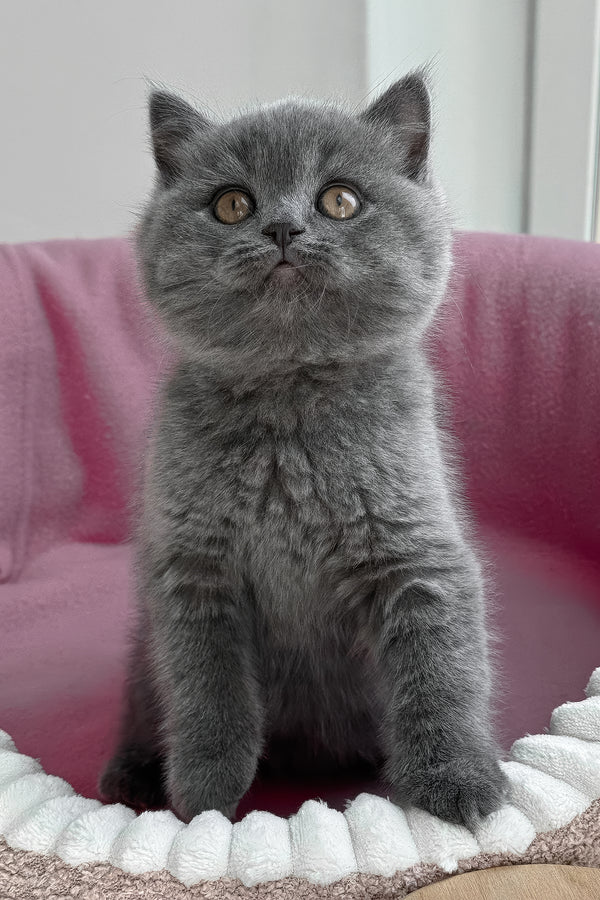 Rosie | British Shorthair Kitten