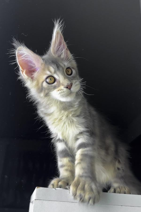 Rosie | Polydactyl Golden Maine Coon Kitten