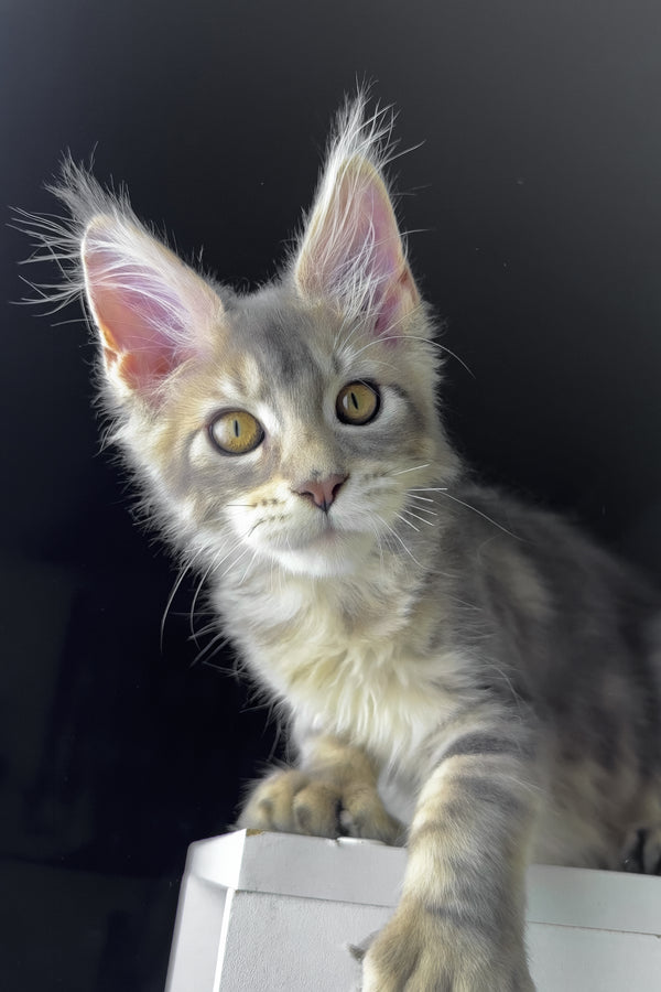 Rosie | Polydactyl Golden Maine Coon Kitten
