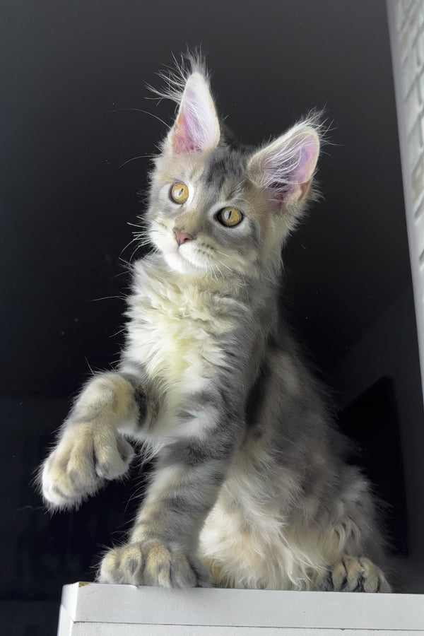 Rosie | Polydactyl Golden Maine Coon Kitten