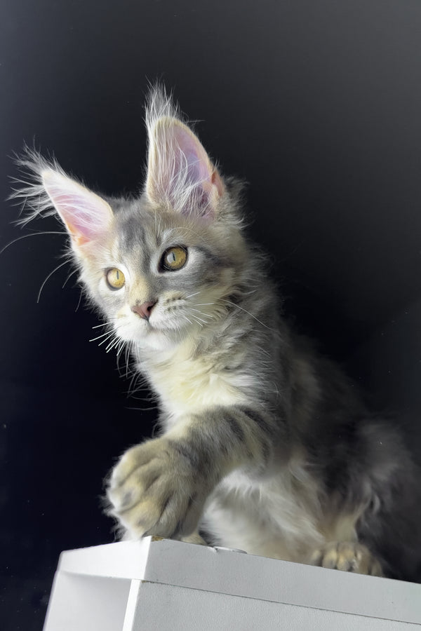 Rosie | Polydactyl Golden Maine Coon Kitten
