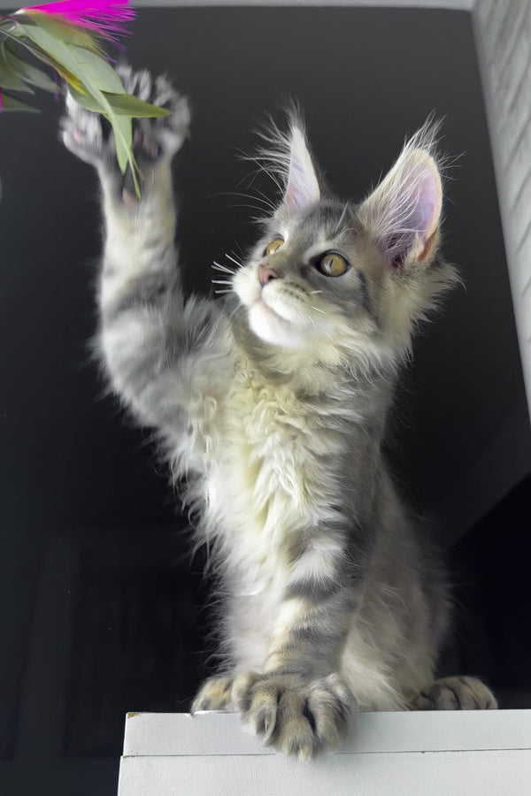 Rosie | Polydactyl Golden Maine Coon Kitten