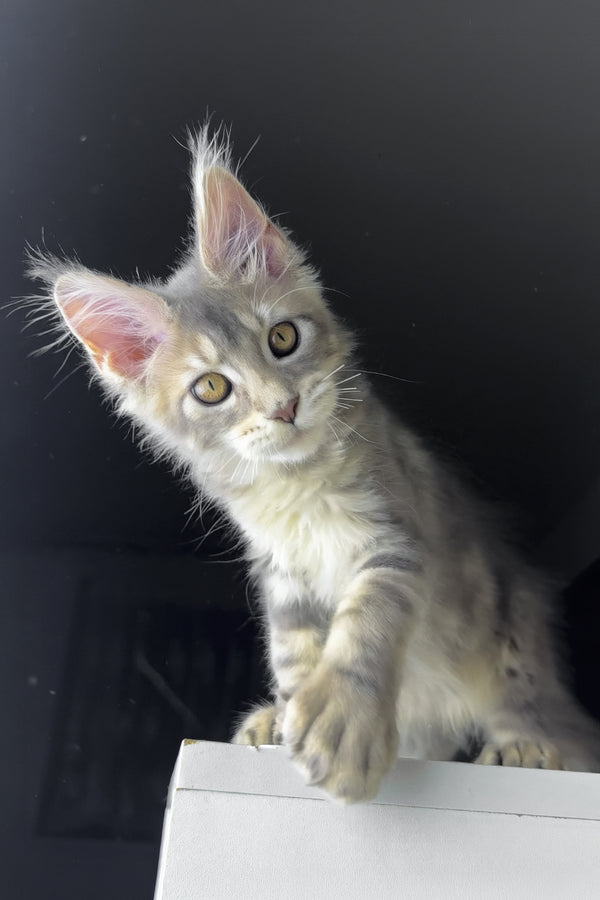 Rosie | Polydactyl Golden Maine Coon Kitten