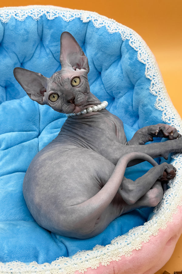 Roxy | Canadian Sphynx Kitten