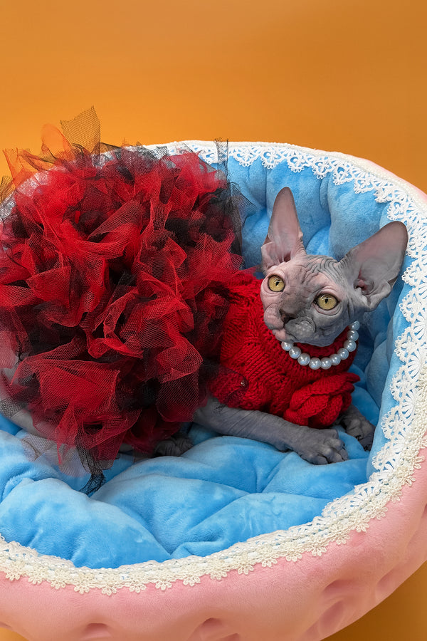 Roxy | Canadian Sphynx Kitten