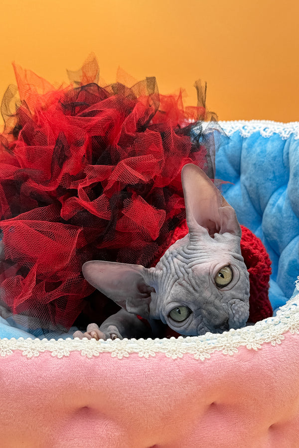 Roxy | Canadian Sphynx Kitten