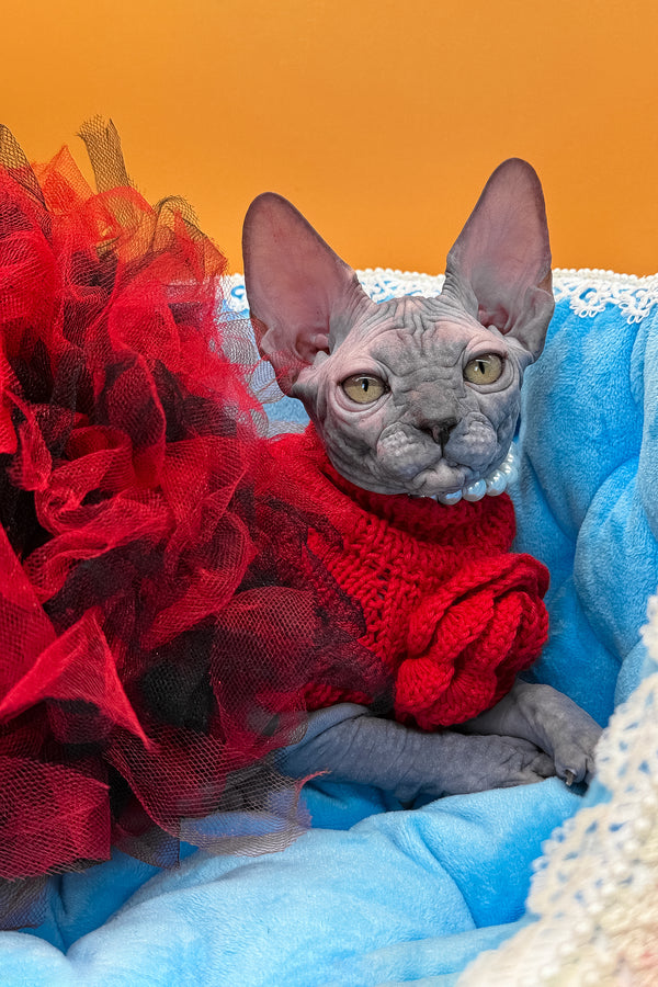 Roxy | Canadian Sphynx Kitten
