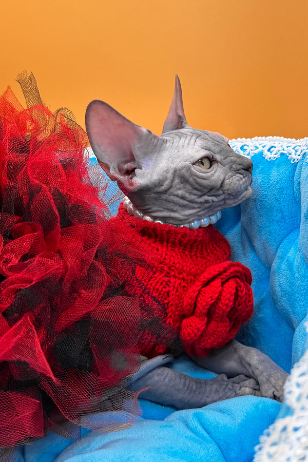 Roxy | Canadian Sphynx Kitten