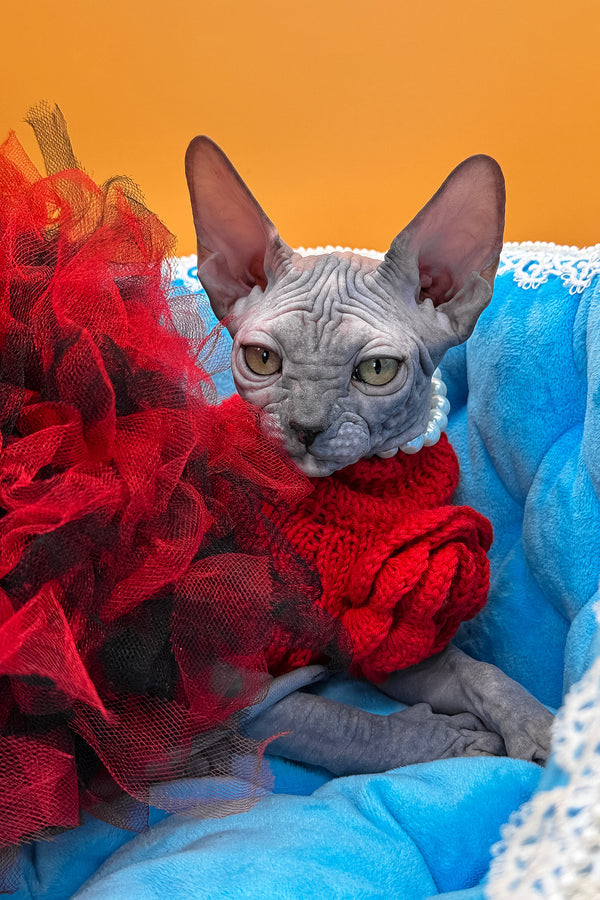 Roxy | Canadian Sphynx Kitten