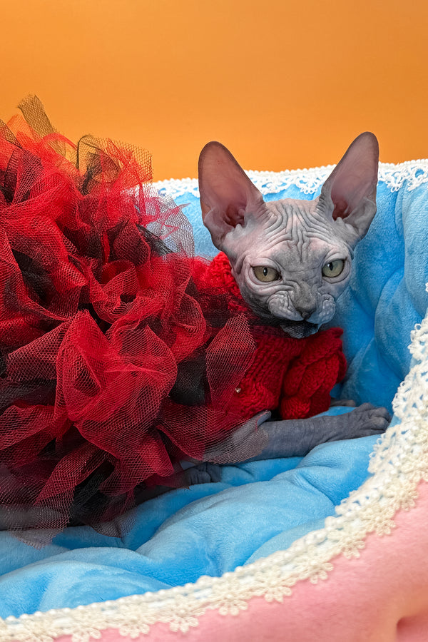 Roxy | Canadian Sphynx Kitten